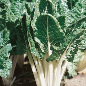 Terranova Seeds - Silverbeet Fordhook Giant