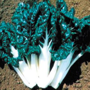 Terranova Seeds - Silverbeet Success