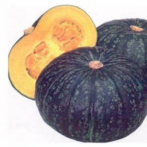 Terranova Seeds - Squash Delica