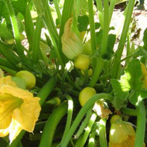 Terranova Seeds - Squash Sunburst