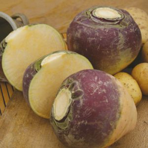 Terranova Seeds - Swede Laurentian