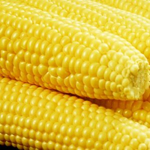 Terranova Seeds - Sweetcorn Broadway