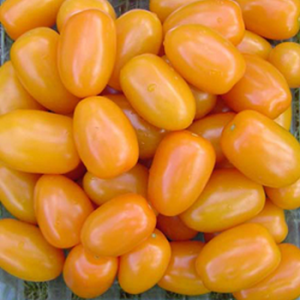 Terranova Seeds - Tomato Festival