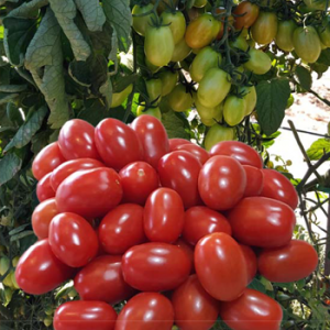 Terranova Seeds - Tomato Pumba