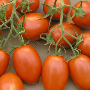 Terranova Seeds - Tomato Roma