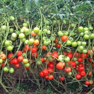 Terranova Seeds - Tomato Tuscan Sun