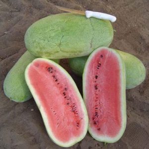 Terranova Seeds - Watermelon Candy Red