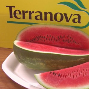 Terranova Seeds - Watermelon Kruger