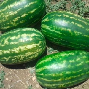 Terranova Seeds - Watermelon Riverside
