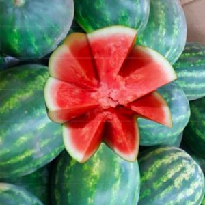 Terranova Seeds - Watermelon Talca