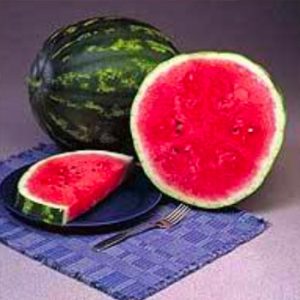 Terranova Seeds - Watermelon Warpaint