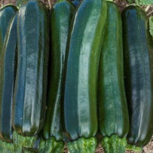 Terranova Seeds - Zucchini Liberty