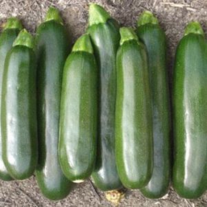 Terranova Seeds - Zucchini Mamba