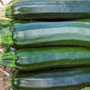 Terranova Seeds - Zucchini Liberty Monarch