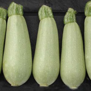 Terranova Seeds - Zucchini Zeina